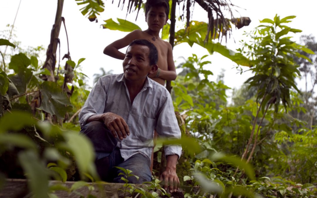 Runa Amazon Guayusa: A Social Enterprise That Empowers Indigenous Farmers in Ecuador